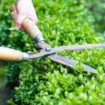 How to Trim Different Hedge Shapes With a Hedge Trimmer While Preserving Healthy Branch Growth