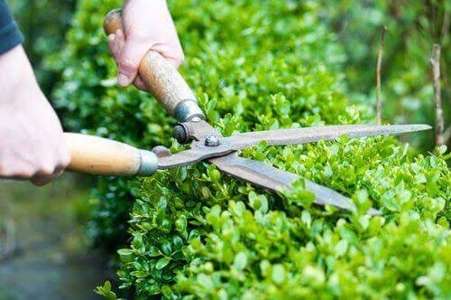 How to Trim Different Hedge Shapes With a Hedge Trimmer While Preserving Healthy Branch Growth